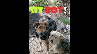 DOG Sit Command DIY | Super High Distractions | Dog Easy 101 Shepherds
