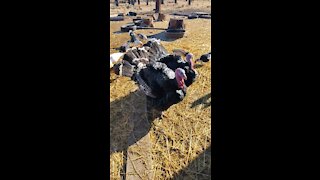 Small Farm Of Turkeys, Ducks and Chickens