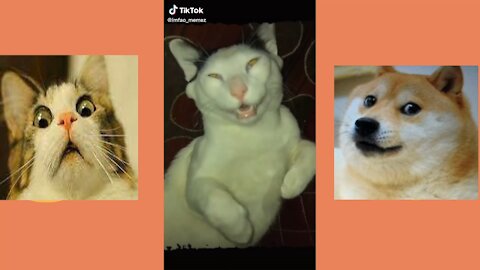CAT MEMES - FUNNY CAT VIDEOS
