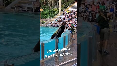 Sea Lions Always Want The Last Word | SeaWorld Orlando