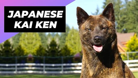 Japanese Kai Ken 🐶 One Of The Rarest Dog Breeds In The World #shorts