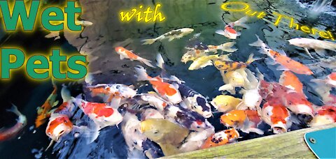 Wet Pets with Out There! a Koi and Goldfish visit