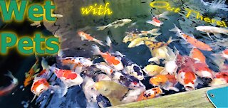 Wet Pets with Out There! a Koi and Goldfish visit