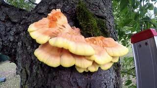 Chicken Of The Woods