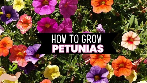 How to Grow Petunias: A Comprehensive Guide for Vibrant Blooms