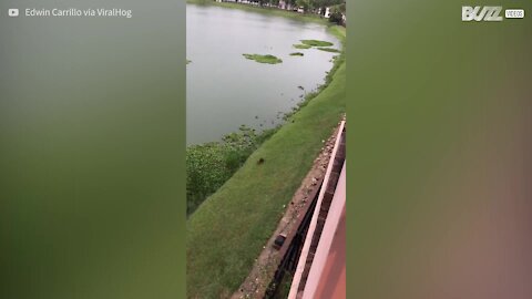 Raccoon only just escapes crocodile attack!