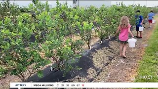 SWFL blueberry farm opens to public for picking