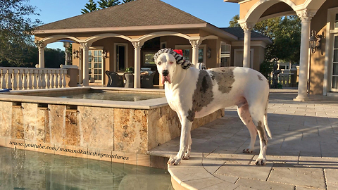 Great Dane goes swimming with his Santa hat