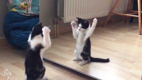 kitten hasn't quite figured out what a mirror is.