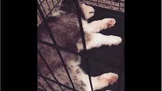 Ellie the husky puppy dreams of playtime