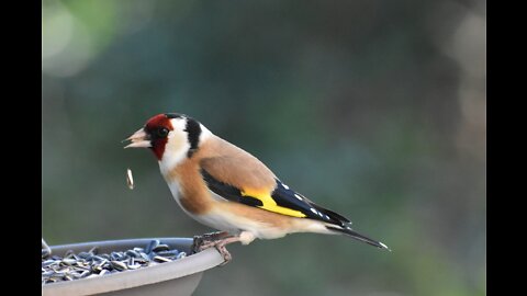 The most beautiful mutations of the goldfinch | #goldfinch
