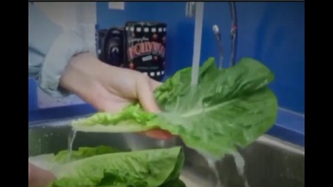 CDC says Florida-grown romaine lettuce is safe to eat