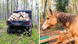 Wild Horses?! | Harvesting Firewood for OFF GRID Heat! + Homemade Alaskan Salmon Chowder...