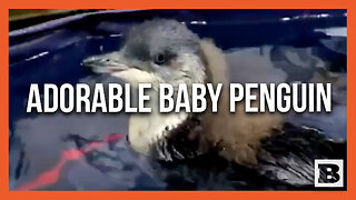 Too Cute! Two-Month-Old Baby Penguin Attempts Its First Swimming Lesson