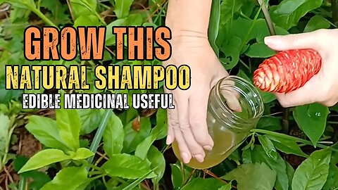 Why You Should Grow Awapuhi “Shampoo” Ginger