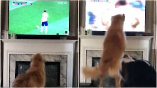 Cane impazzisce di gioia al gol dell'Inghilterra