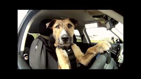 Porter Drives a Car (The Smart Dog)