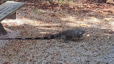 Wild Iguanas at Key Largo RV Park in the Florida Keys