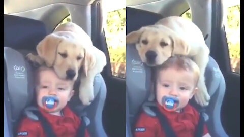 Labrador insists on putting his chin on the kid’s head