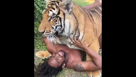 Wild tiger playing with wild animals scenes