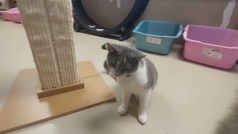 Head tilt kitty "Patsy Cline" | Niagara SPCA Adoption Focus