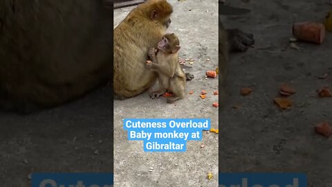 Baby Monkey Gibraltar #shorts
