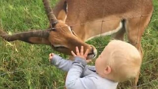 Toddler and rescued impala are best friends