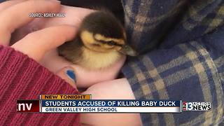 Video shows high school students killing duck