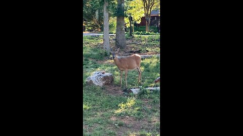 Possible pregnant mama deer has come to visit…