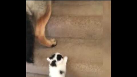 Dog carries kitten up the stairs