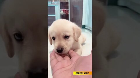 Cute is bite the hand🐶🐕 #shorts #puppy