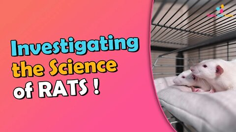 Why Rats Are Used in Scientific Research Studies