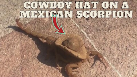 Cowboy hat on a Mexican Scorpion