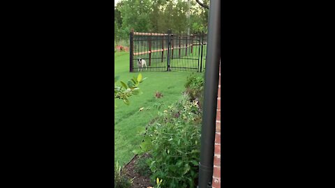 Rabbit Pays Dog No Attention!
