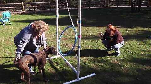 Funny Boxer Dog Learns How To Jump Through A Hula-Hoop