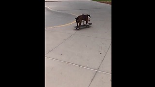 Skateboarding Dog Shows Off Her Impressive Skills