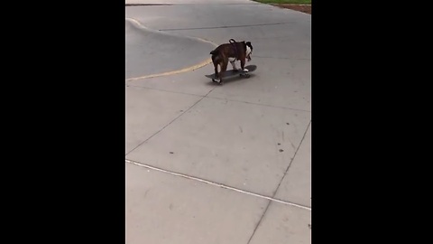 Skateboarding Dog Shows Off Her Impressive Skills