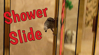 Daredevil parrot slides down shower door like firefighter