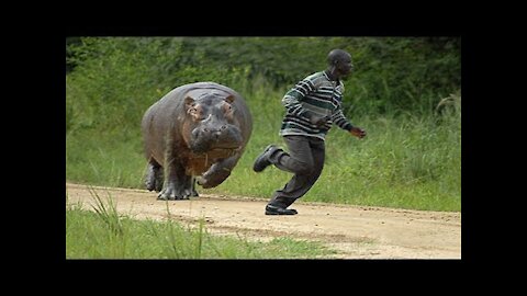 Funny Different Animals Chasing and Scaring People D