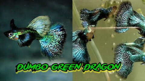 The Best Dumbo Green Dragon Guppy 2021