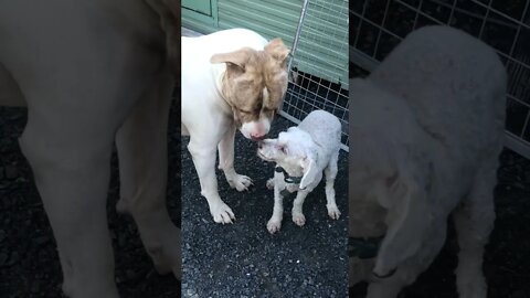 Small dog and large pit bull type dog finally make friends and big dog loses interest