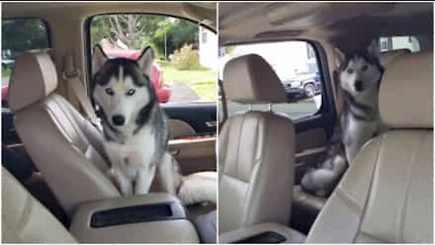 Cane si rifiuta di uscire dalla macchina della padrona