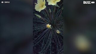 Veja desabrochar de flor impressionante e sem efeitos especiais!