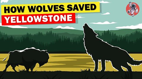 How Wolves Saved Yellowstone and Changed Rivers