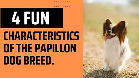 4 Fun Characteristics of the Papillon Dog Breed.