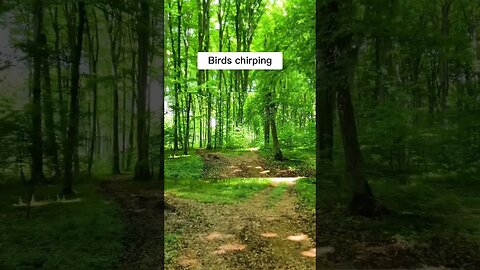 Which one do you find more relaxing? #nature #shorts #ambience