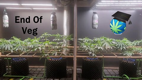 LED/HPS Flwr Mix Grow 02 - End Of Veg Ft. Mars Hydro SP6500