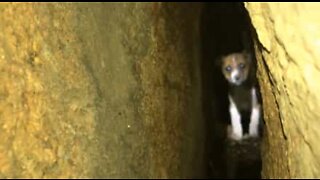 Cãozinho preso entre rochas é salvo após 40 horas de resgate