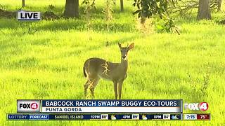 Babcock Ranch offers swamp buggy eco-tours - 7am live report