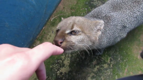 Rescued jaguarundi wants to befriend caretaker